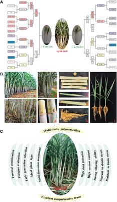 Theory to practice: a success in breeding sugarcane variety YZ08–1609 known as the King of Sugar